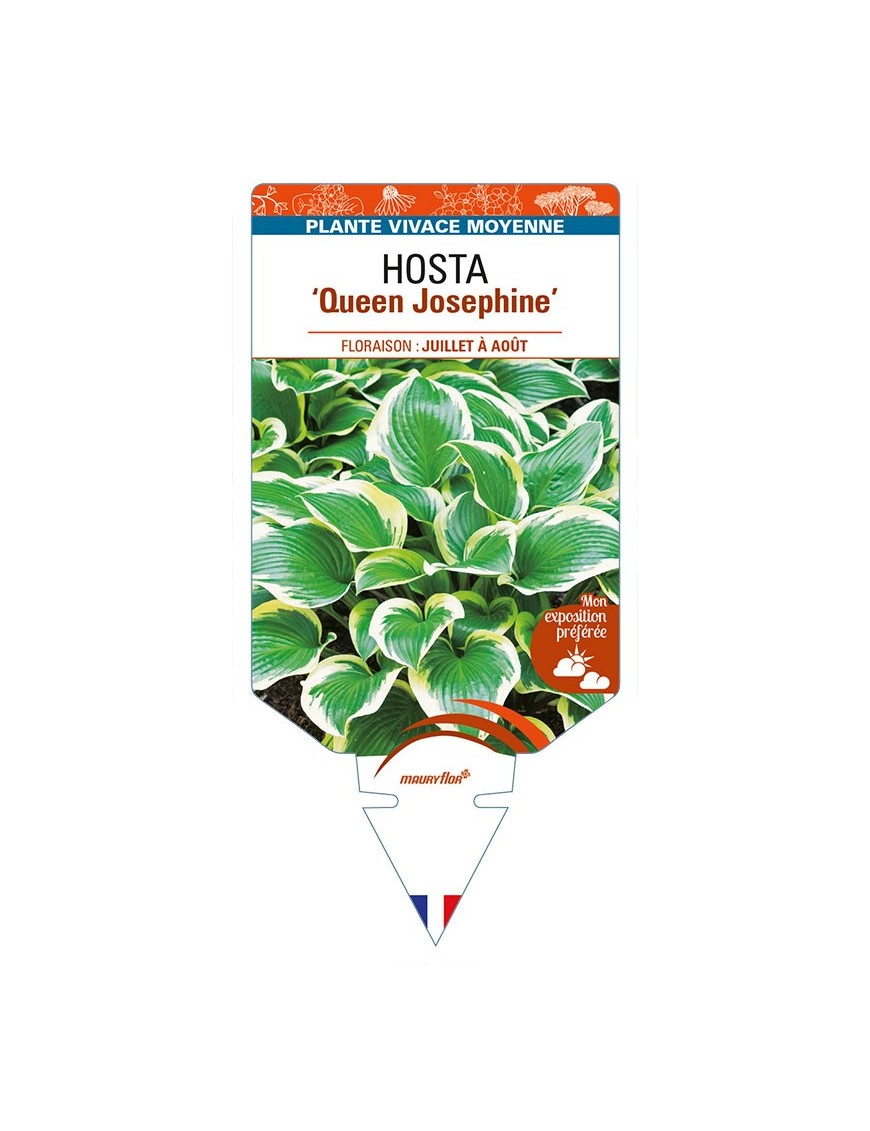 HOSTA 'Queen Josephine'