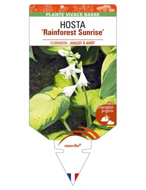 HOSTA 'Rainforest Sunrise'
