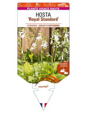 HOSTA 'Royal Standard'