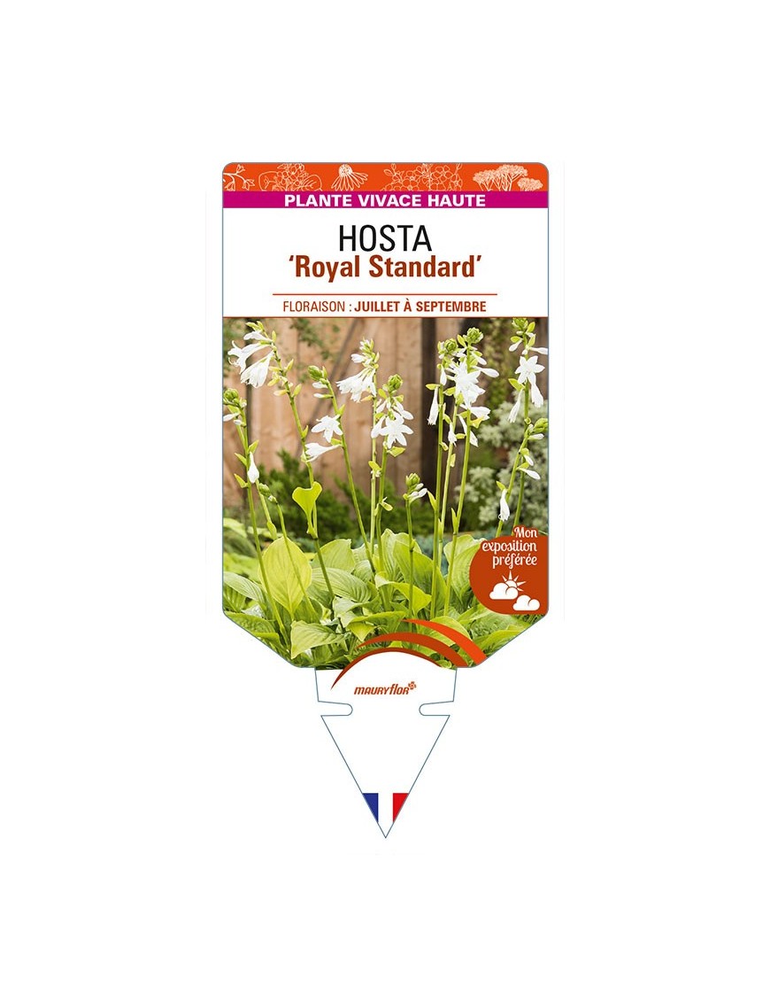 HOSTA 'Royal Standard'