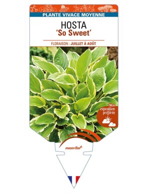HOSTA 'So Sweet'