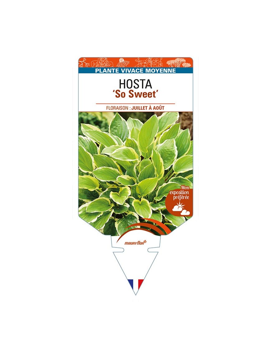 HOSTA 'So Sweet'