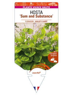 HOSTA 'Sum and Substance'