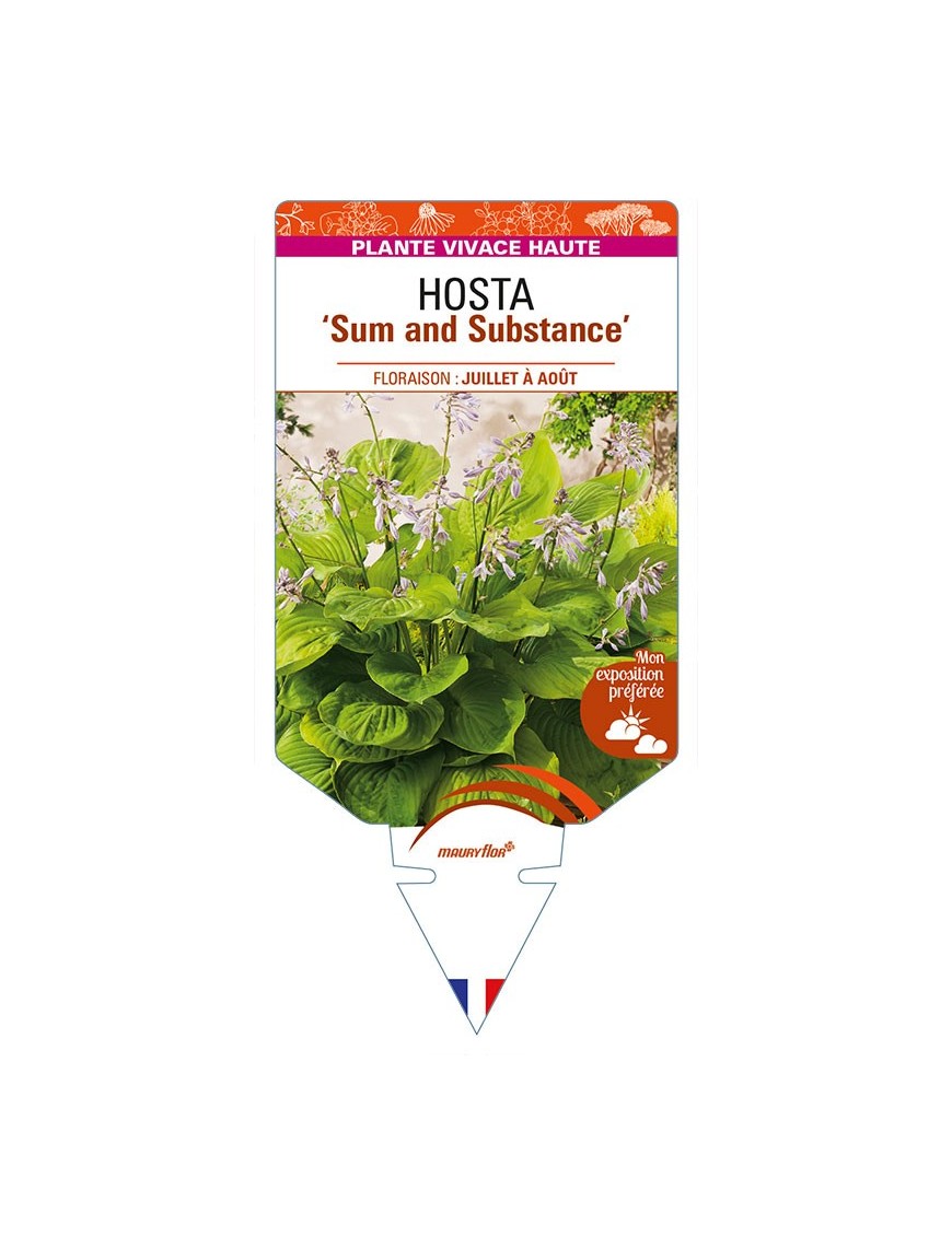 HOSTA 'Sum and Substance'