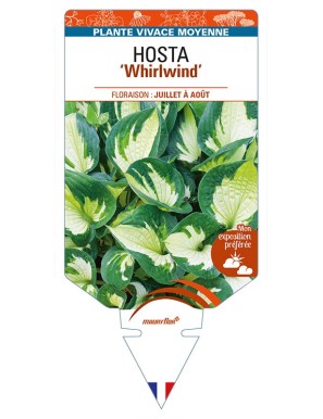 HOSTA 'Whirlwind'