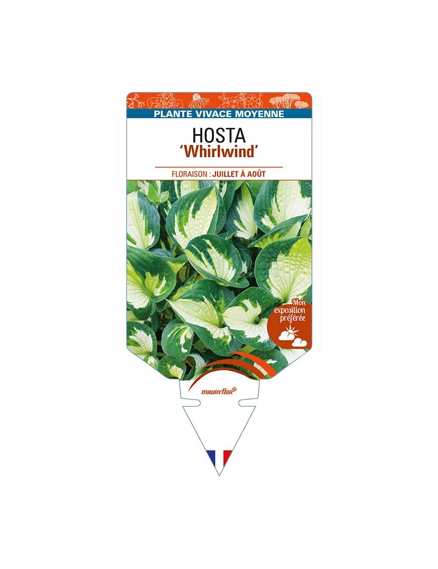 HOSTA 'Whirlwind'