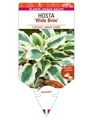 HOSTA 'Wide Brim'