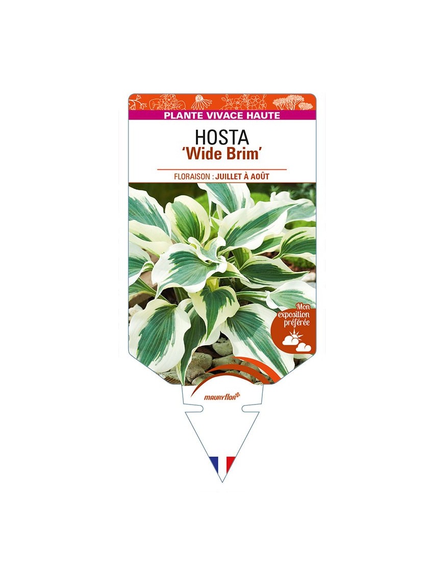 HOSTA 'Wide Brim'