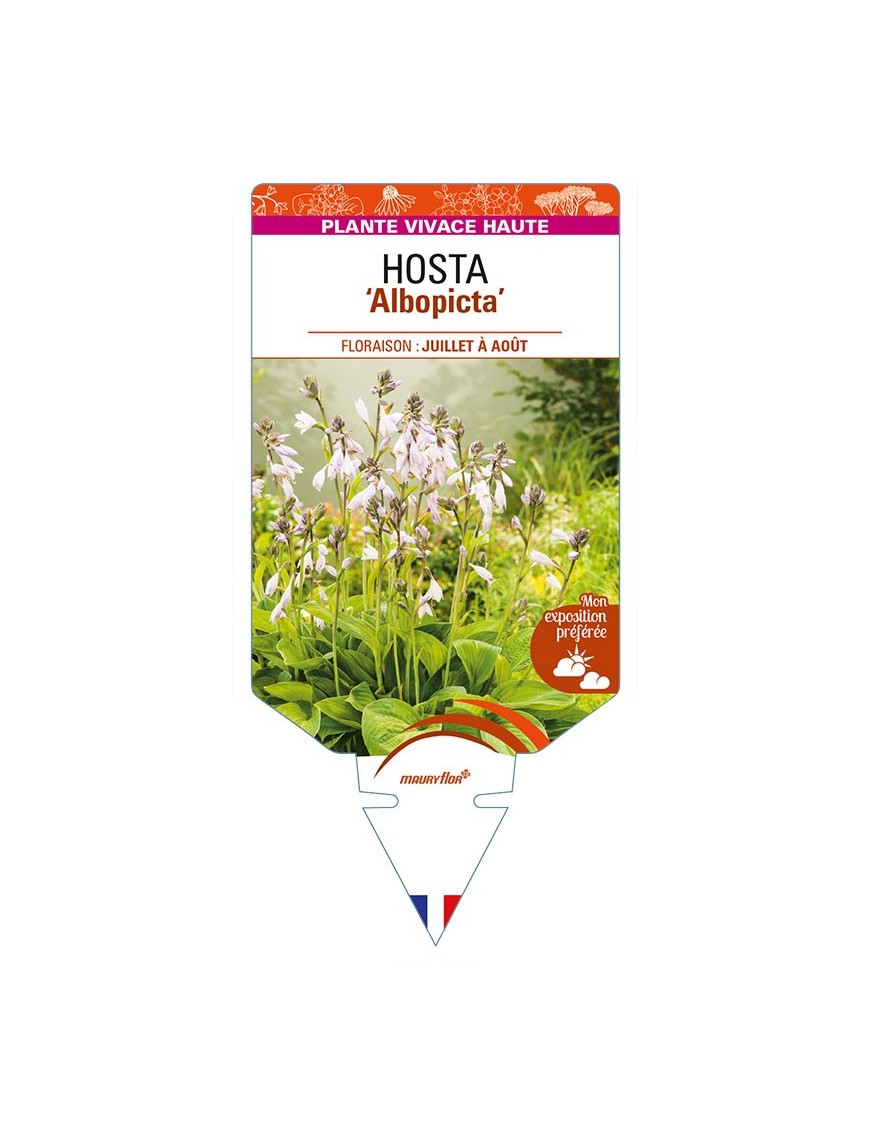 HOSTA (fortunei) 'Albopicta'