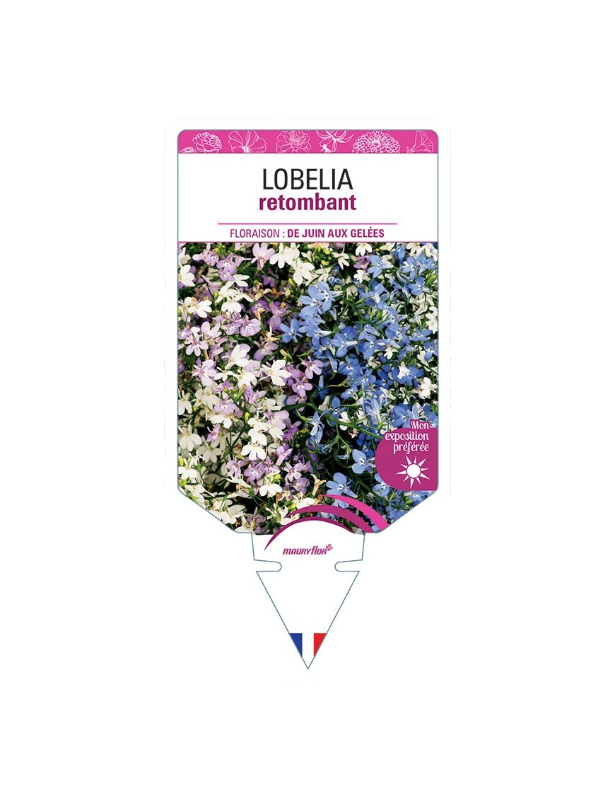 LOBELIA RETOMBANT (VARIÉ)
