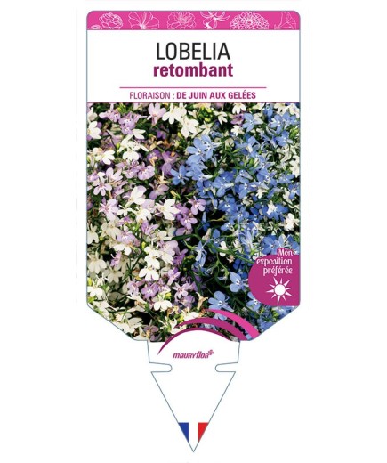 LOBELIA RETOMBANT (VARIÉ)