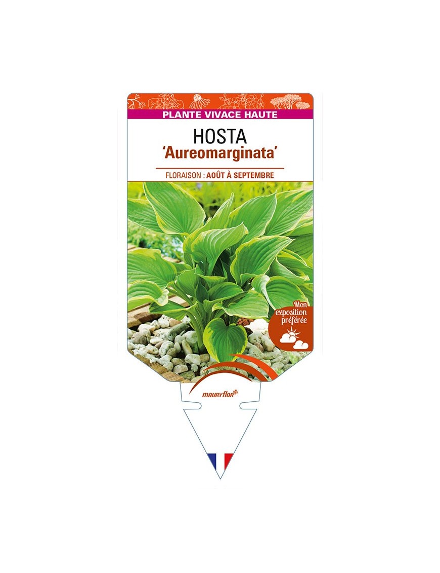HOSTA (fortunei) 'Aureomarginata'