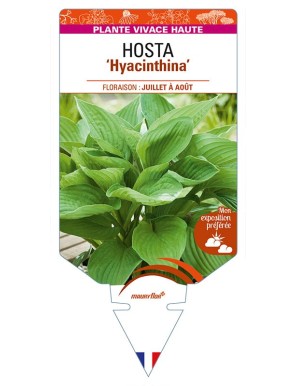 HOSTA (fortunei) 'Hyacinthina'