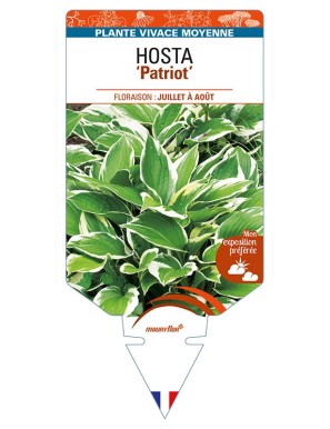 HOSTA (fortunei) 'Patriot'
