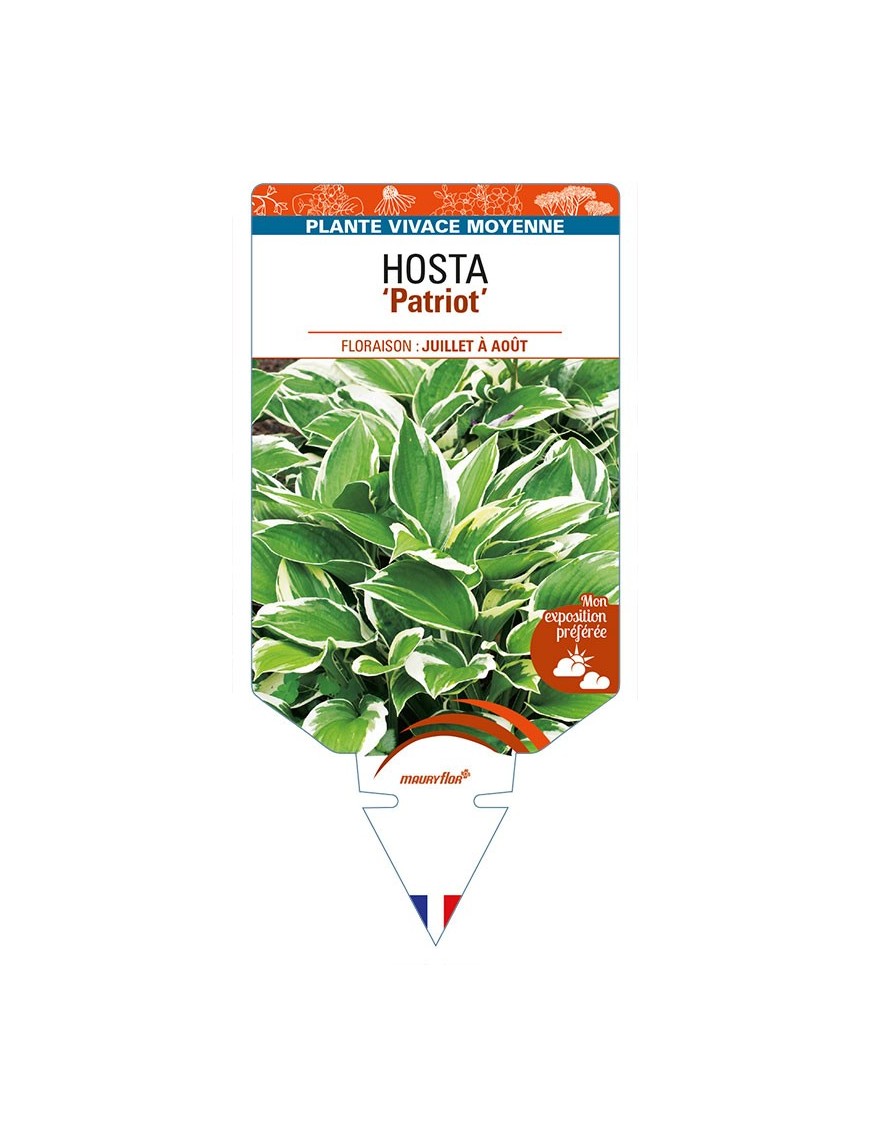 HOSTA (fortunei) 'Patriot'