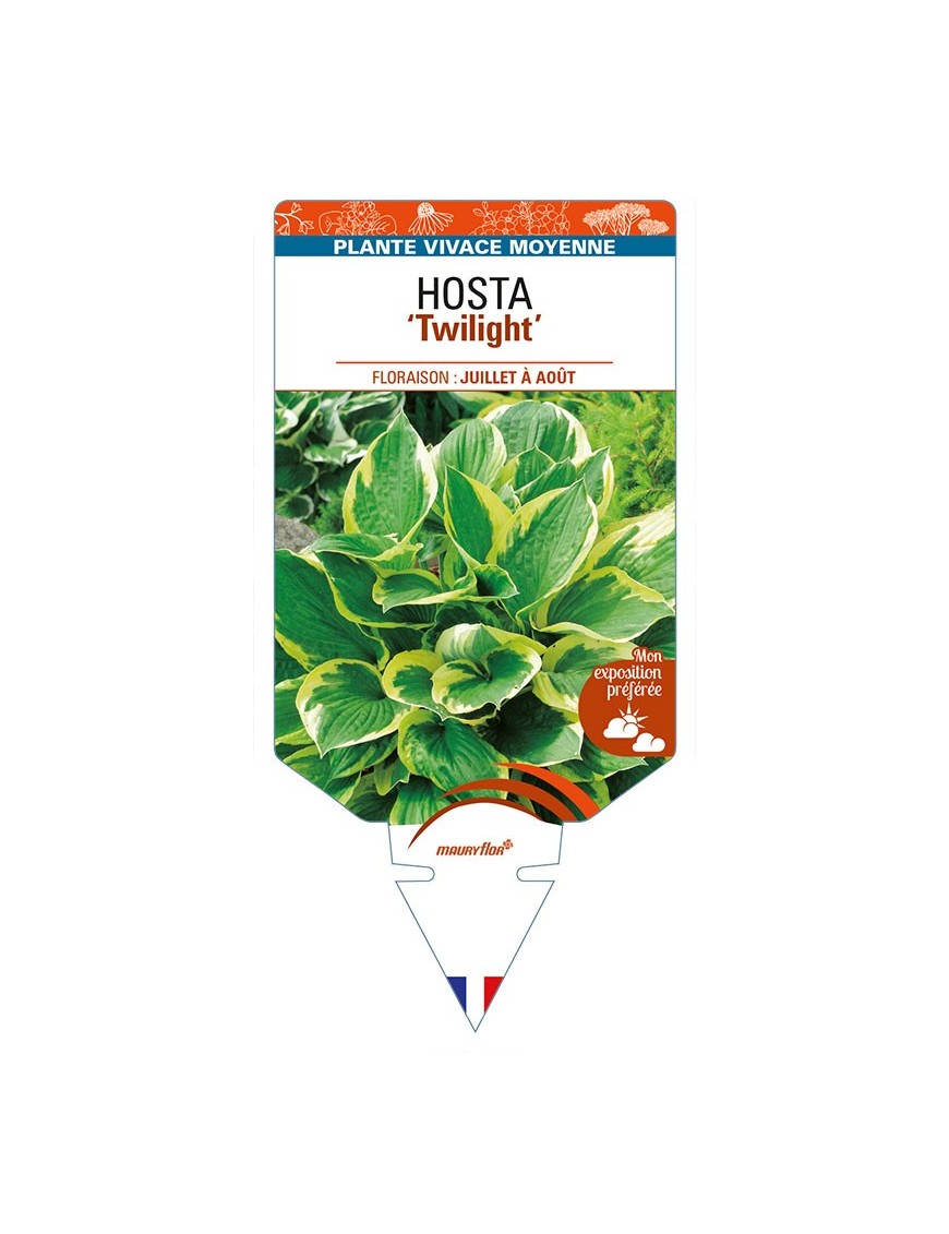 HOSTA (fortunei) 'Twilight'