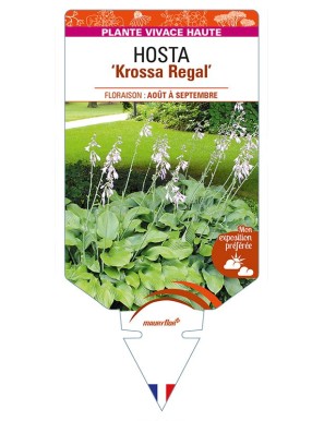 HOSTA (nigrescens) 'Krossa Regal'
