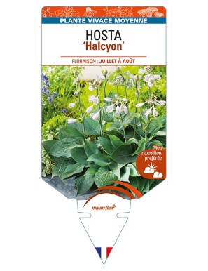 HOSTA (tardiana) 'Halcyon'
