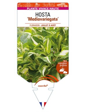 HOSTA (undulata) 'Mediovariegata'