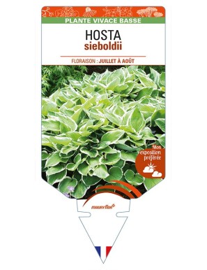 HOSTA sieboldii