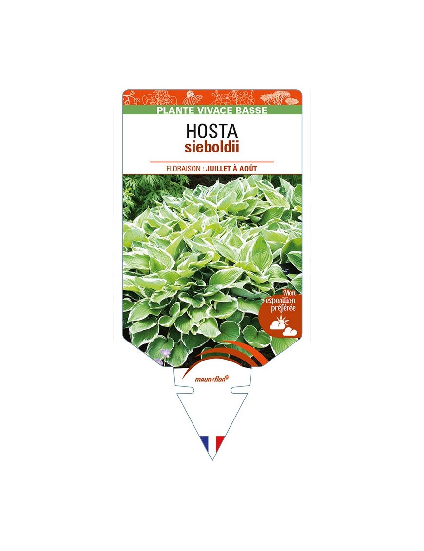 HOSTA sieboldii