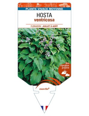 HOSTA ventricosa