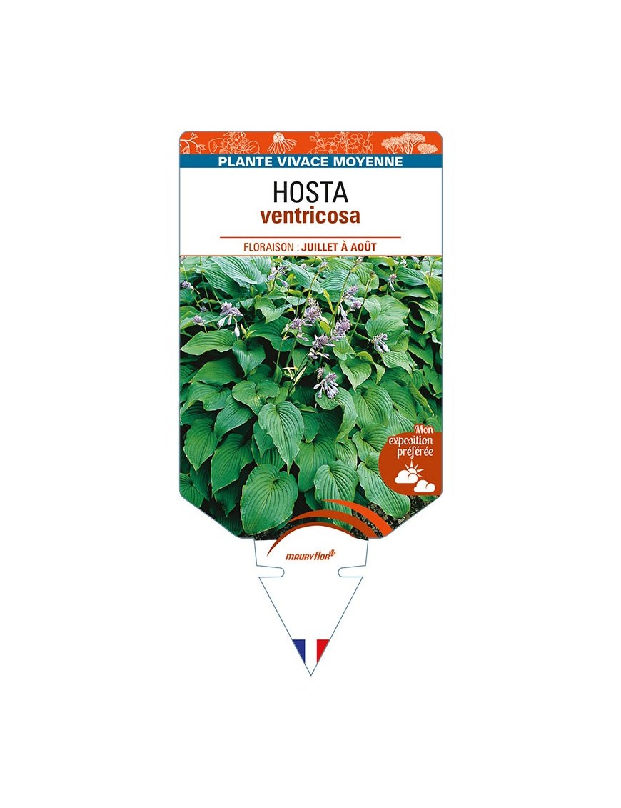 HOSTA ventricosa