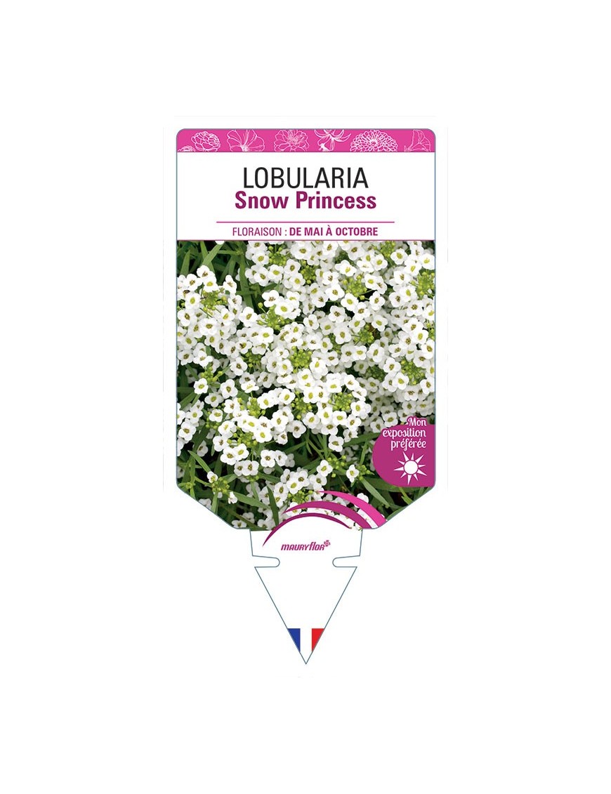 LOBULARIA SNOW PRINCESS