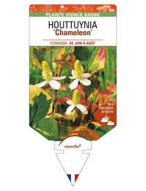 HOUTTUYNIA (cordata) 'Chameleon'