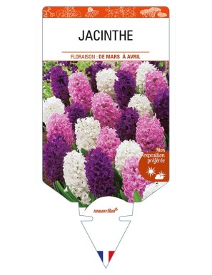 HYACINTHUS orientalis voir JACINTHE (varié)