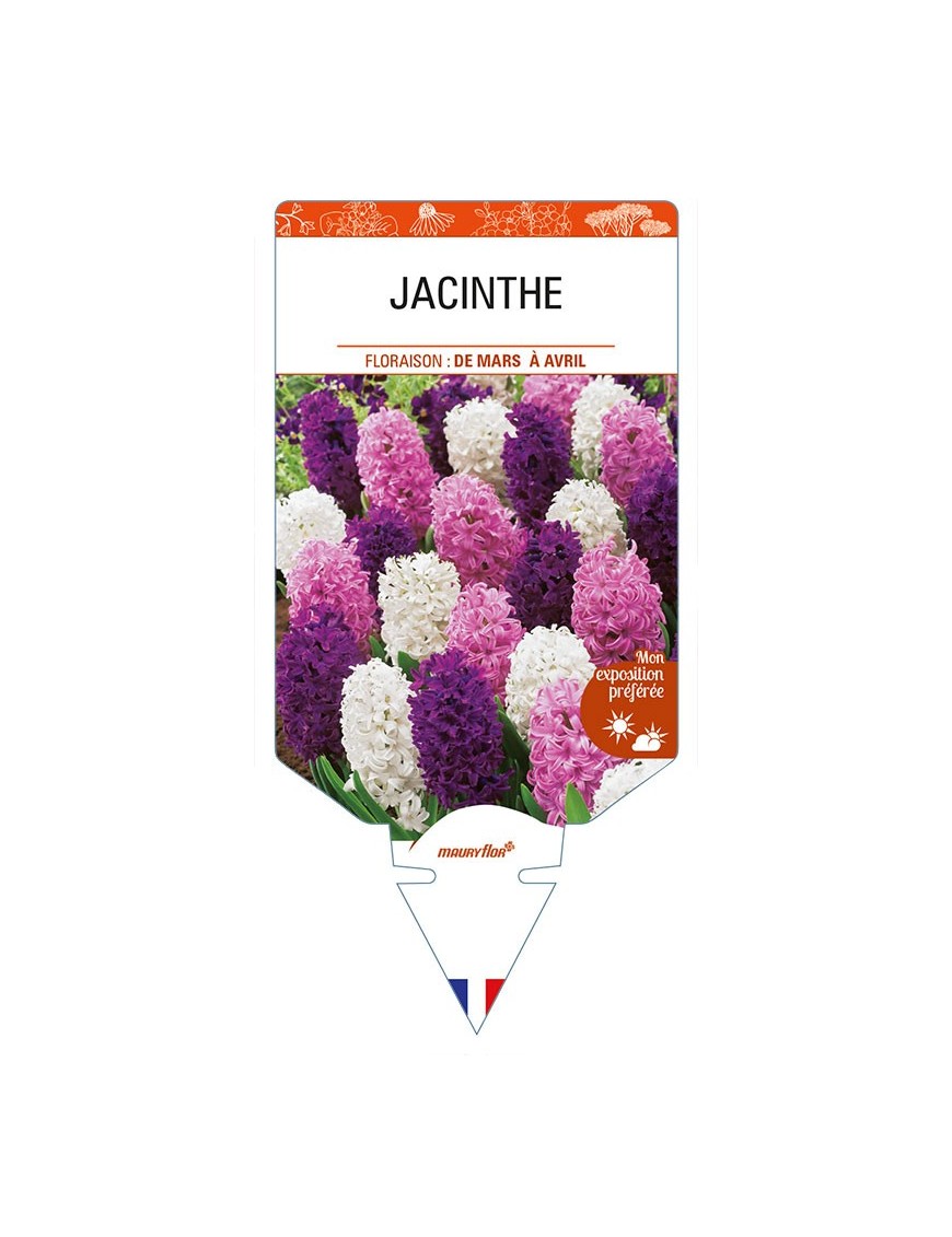 HYACINTHUS orientalis voir JACINTHE (varié)