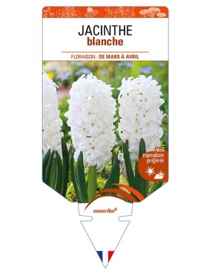 HYACINTHUS orientalis voir JACINTHE blanche