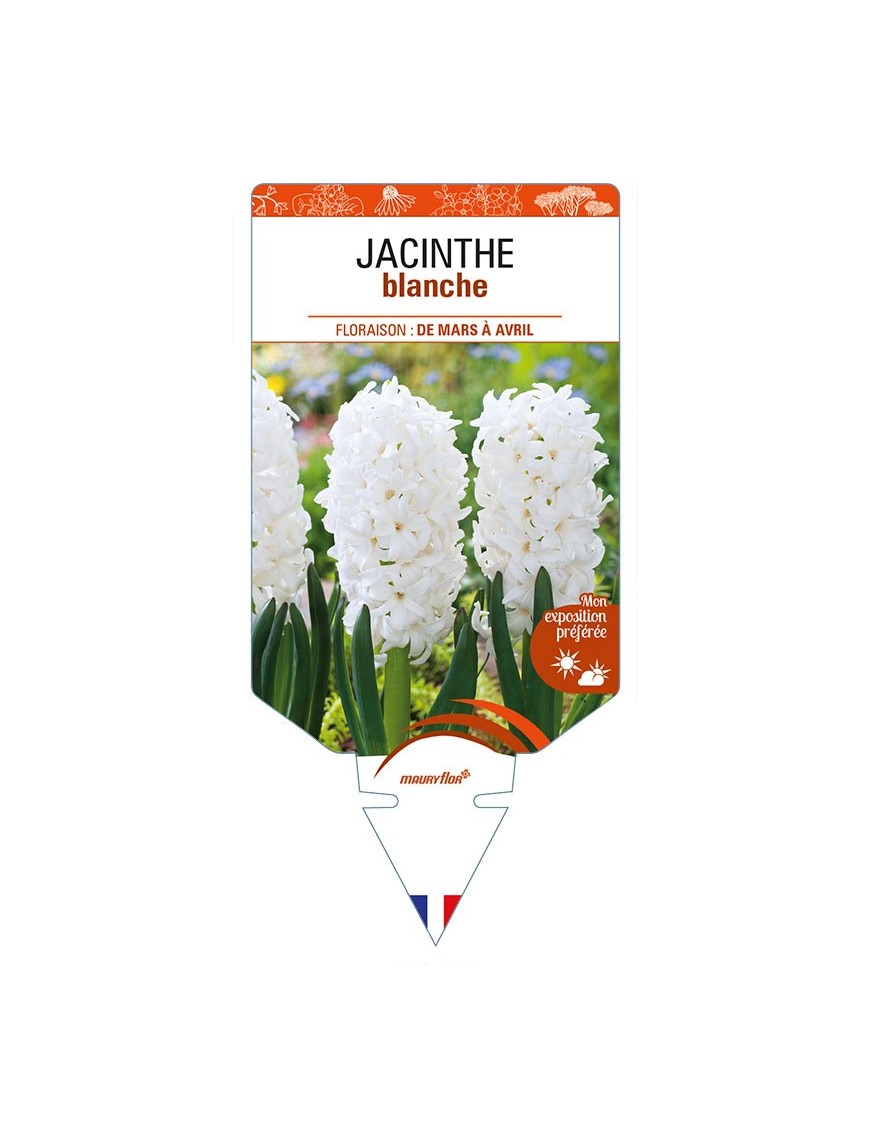 HYACINTHUS orientalis voir JACINTHE blanche