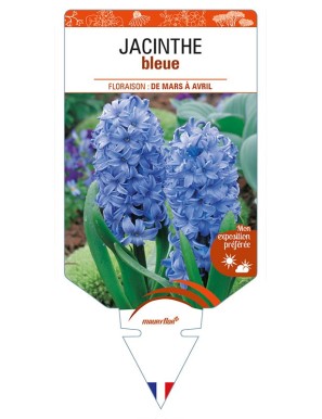 HYACINTHUS orientalis voir JACINTHE bleue