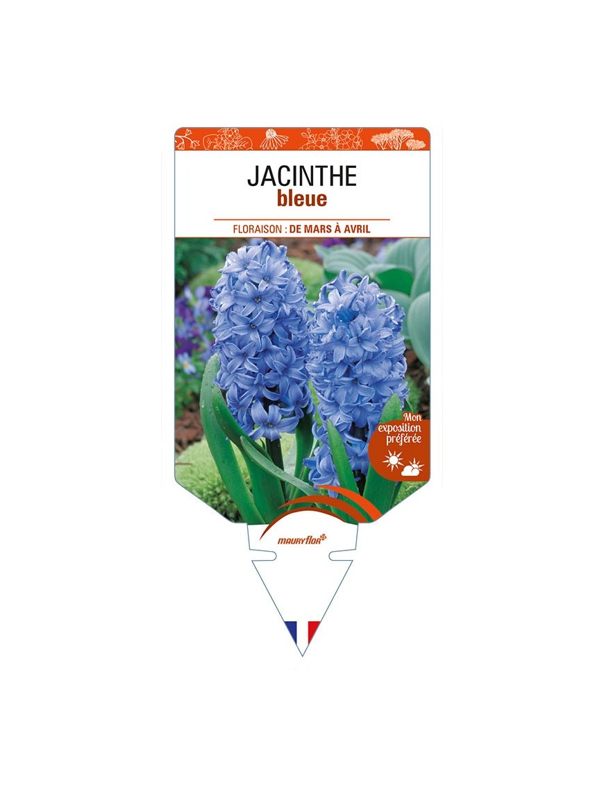 HYACINTHUS orientalis voir JACINTHE bleue