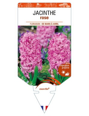 HYACINTHUS orientalis voir JACINTHE rose