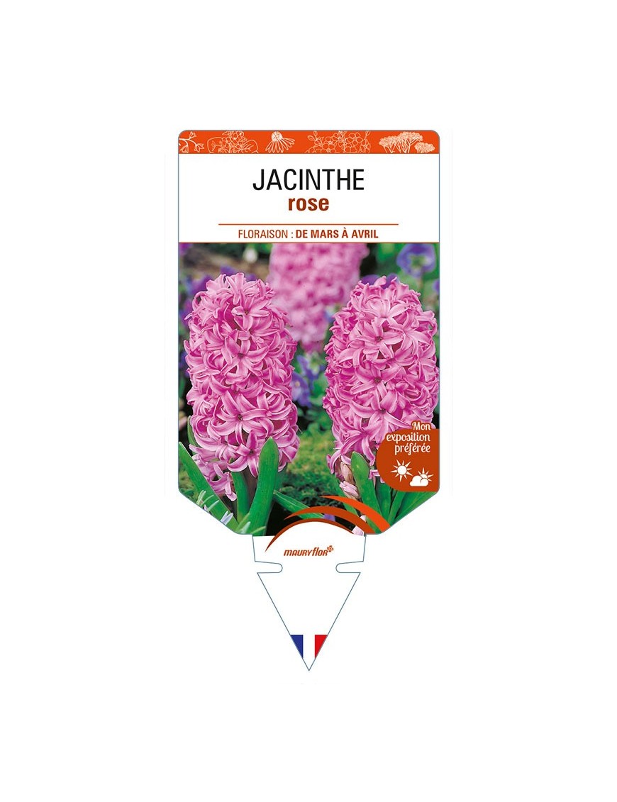 HYACINTHUS orientalis voir JACINTHE rose