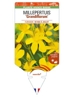 HYPERICUM polyphyllum 'Grandiflorum' voir MILLEPERTUIS
