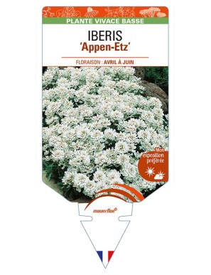 IBERIS (sempervirens) 'Appen-Etz'