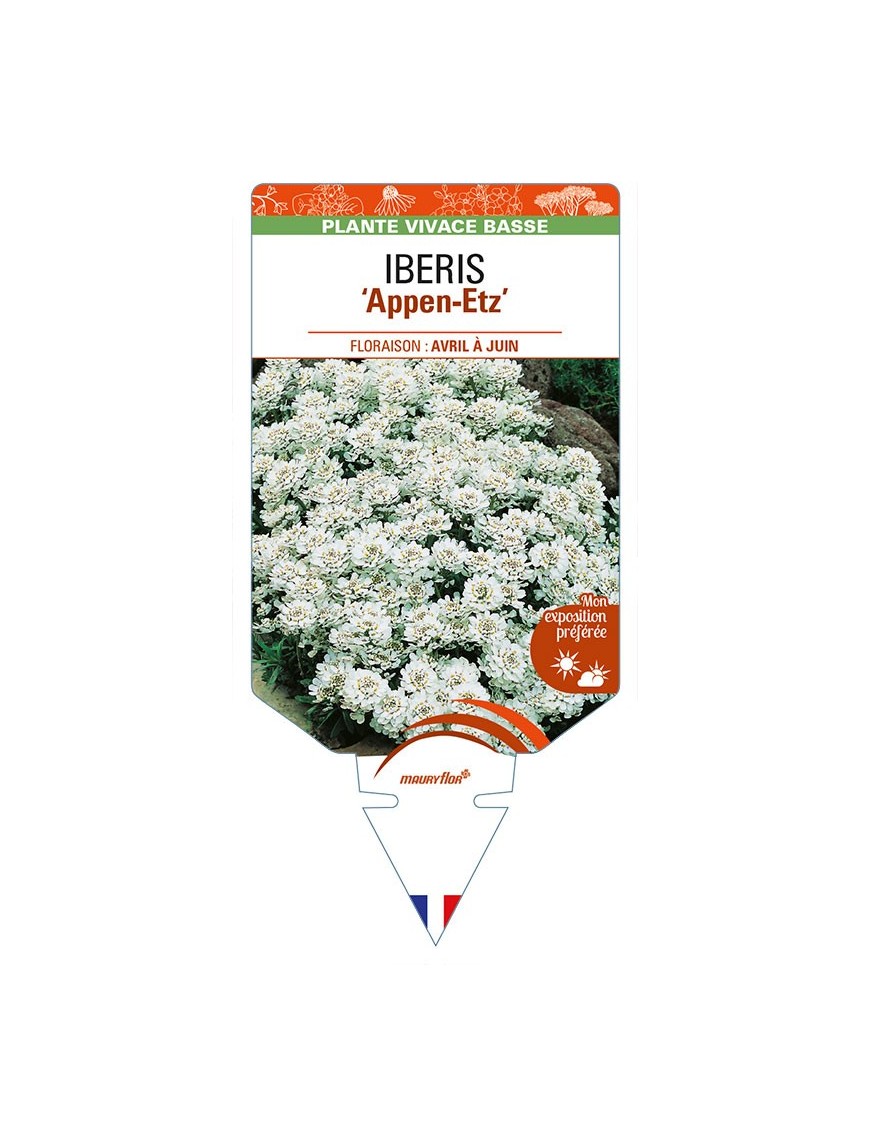IBERIS (sempervirens) 'Appen-Etz'