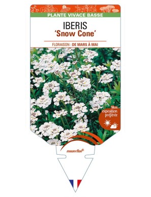 IBERIS (sempervirens) 'Snow Cone'