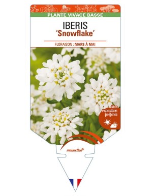 IBERIS (sempervirens) 'Snowflake'