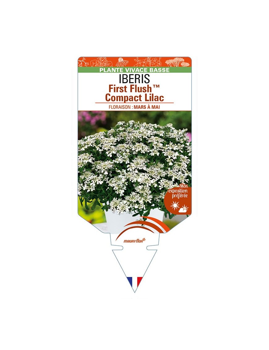 IBERIS (sempervirens) First FlushTM Compact Lilac