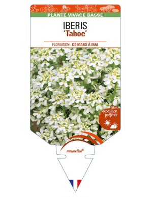 IBERIS (sempervirens) Tahoe