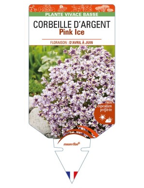 IBERIS sempervirens Pink Ice voir CORBEILLE D’ARGENT
