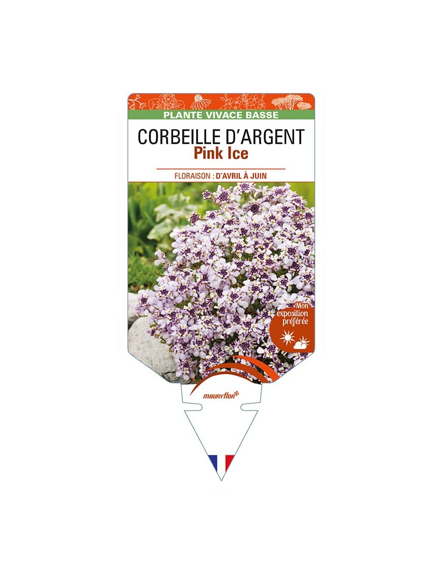 IBERIS sempervirens Pink Ice voir CORBEILLE D’ARGENT