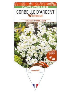 IBERIS sempervirens Whiteout voir CORBEILLE D’ARGENT