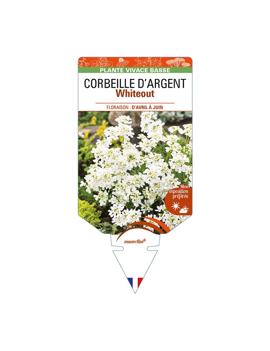 IBERIS sempervirens Whiteout voir CORBEILLE D’ARGENT
