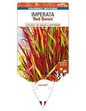 IMPERATA (cylindrica) ‘Red Baron’