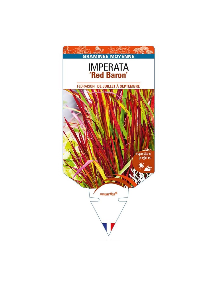 IMPERATA (cylindrica) ‘Red Baron’
